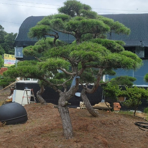 #에메랄드그린 침엽수 #엠알란드그린침엽수 판매 향나무 묘목 01058634005 연락처 판매중