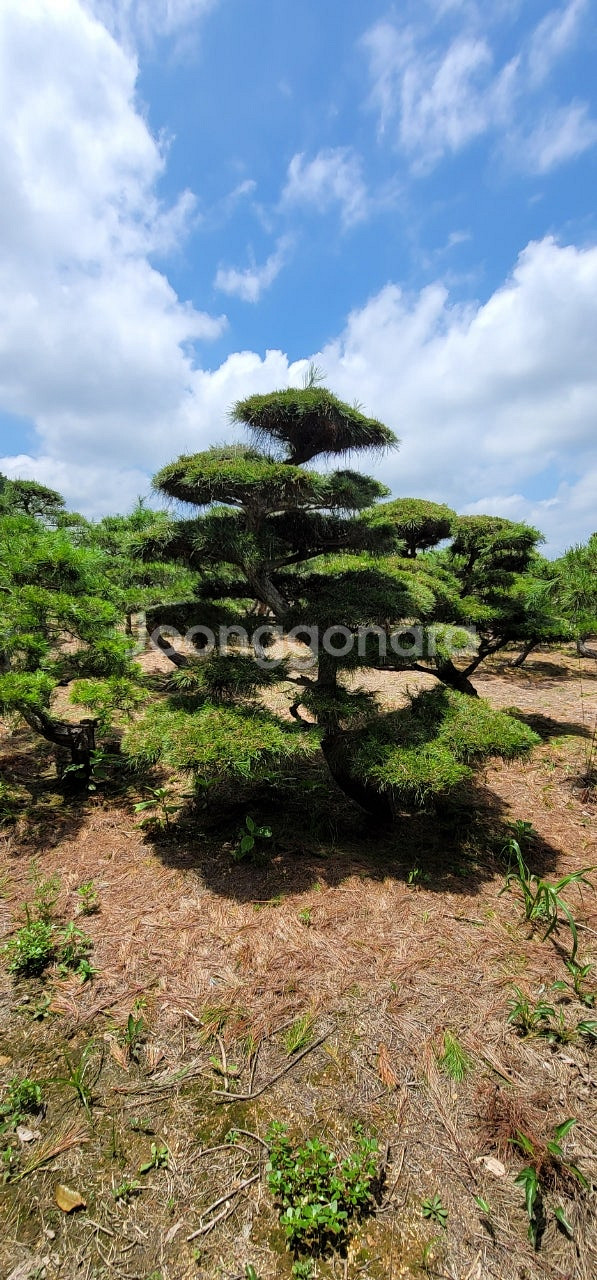 #에메랄드그린 침엽수 #엠알란드그린침엽수 판매 향나무 묘목 01058634005 연락처 판매중--5