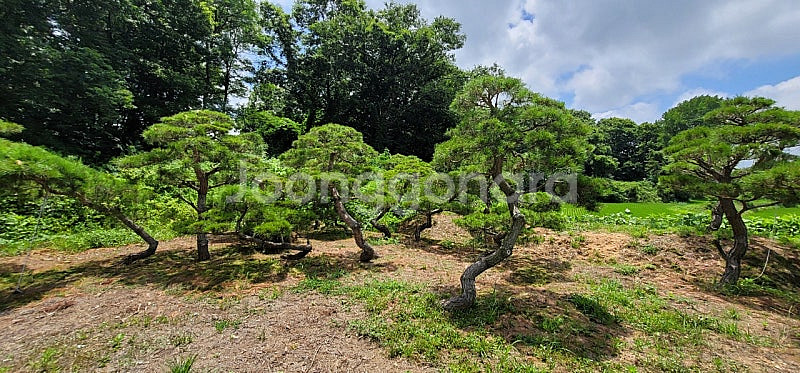 #에메랄드그린 침엽수 #엠알란드그린침엽수 판매 향나무 묘목 01058634005 연락처 판매중--6