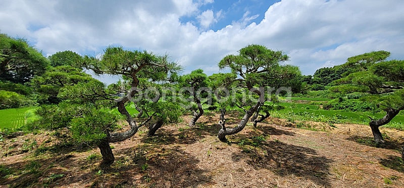 #에메랄드그린 침엽수 #엠알란드그린침엽수 판매 향나무 묘목 01058634005 연락처 판매중--7