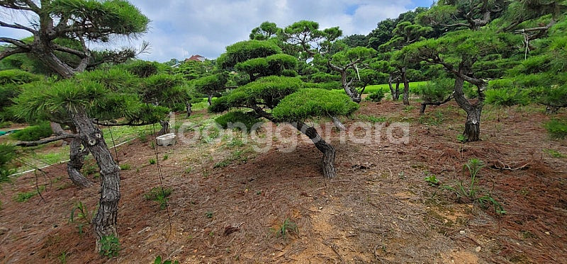 #에메랄드그린 침엽수 #엠알란드그린침엽수 판매 향나무 묘목 01058634005 연락처 판매중--9