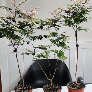 (희귀식물) 이쁘게 물든 외목대 소코라코를 분양해요