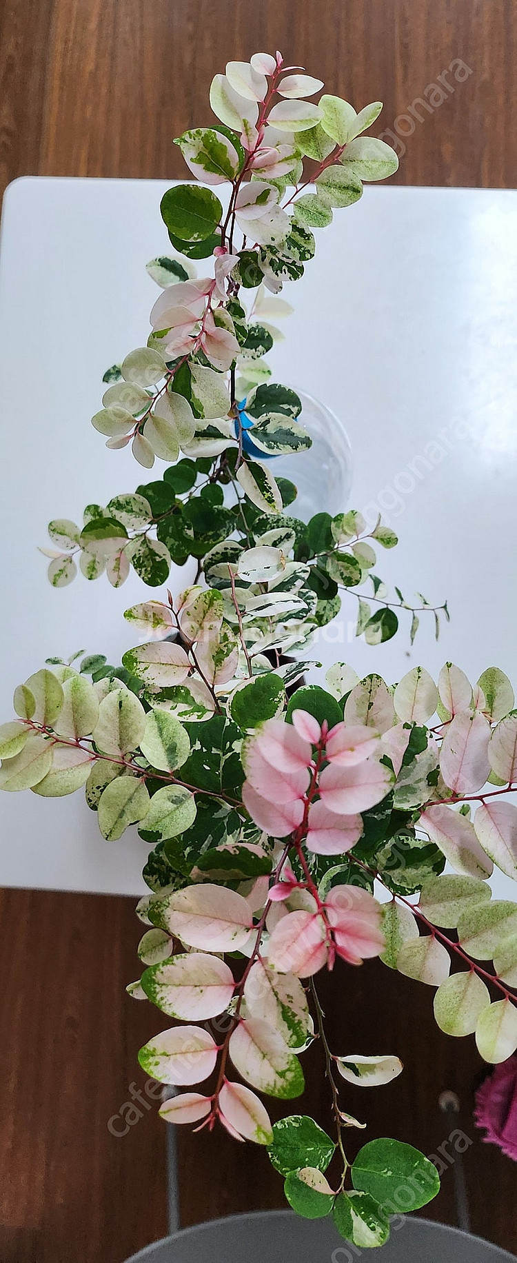 (희귀식물) 이쁘게 물든 외목대 소코라코를 분양해요--4