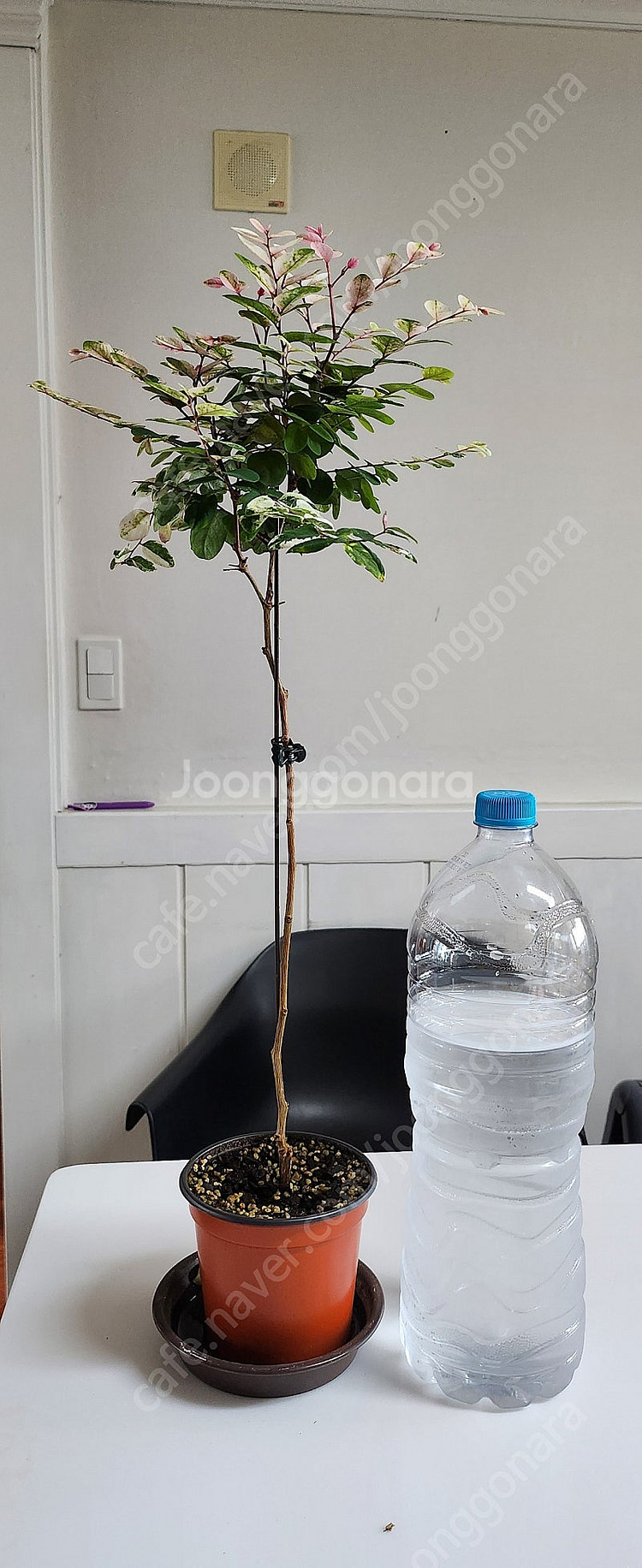 (희귀식물) 이쁘게 물든 외목대 소코라코를 분양해요--5