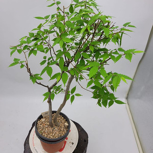 느티나무 분재 화분포함 인테리어식물 정원수 조경수