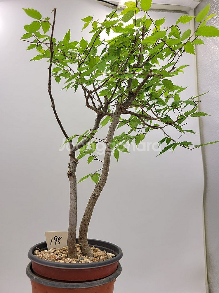 느티나무 분재 화분포함 인테리어식물 정원수 조경수--3