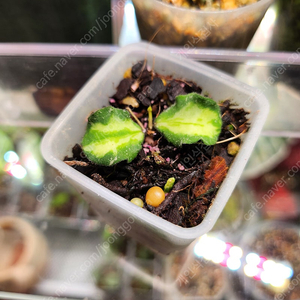 호야 칸야쿠 마리아나 바리에가타