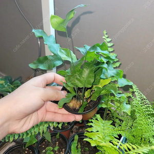 대왕토끼발 고사리