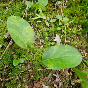 삽주 무늬종(야생화)