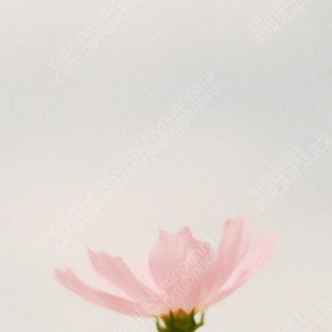 다이소 2000원 모바일상품권 1800에 팔아요(~6.3)