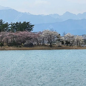 6월6일7일 평창휘닉스파크. 비체팰리스. 덕구온천. 영랑호리조트 양도합니다