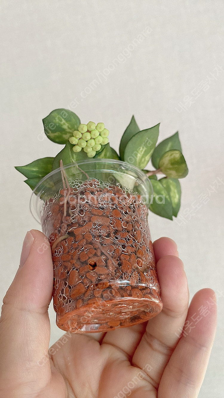 호야 라쿠노사 트리컬러 브루노--1