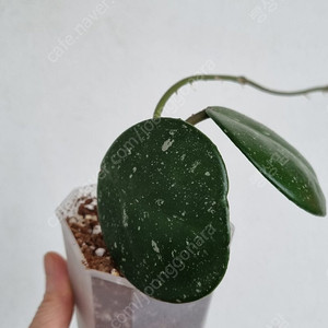 호야 라쿠노사 블랙,호야 오보바타