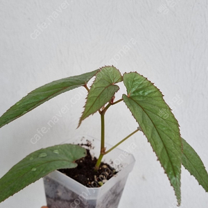베고니아 운난,베고니아 옥시안테라,베고니아 u400, Microsorum puncatum 'Fireworks'