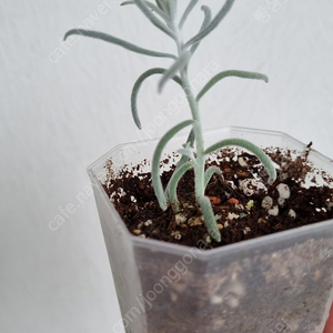 에레모필라 니베아,드라세나 스루쿨로사 밀키웨이,알로카시아 미스틱