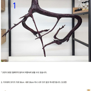조각처럼 멋진 인테리어 용 아카시아 나무
