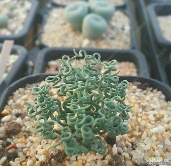 아프리카식물 구근식물 코덱스 다육이 관엽식물--0