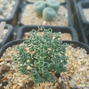 아프리카식물 구근식물 코덱스 다육이 관엽식물