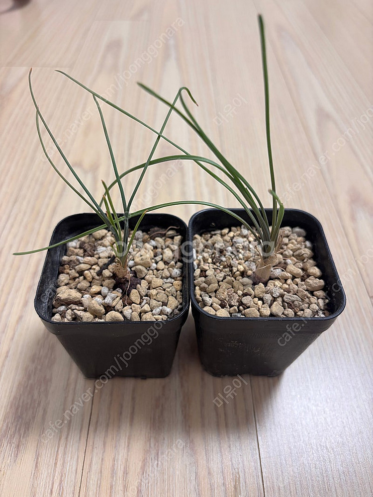 아프리카식물 구근식물 코덱스 다육이 관엽식물--1