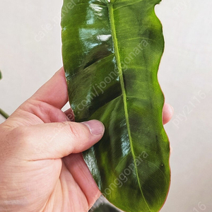 필로덴드론 파라이소베르디