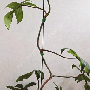 필로덴드론 플로리다뷰티