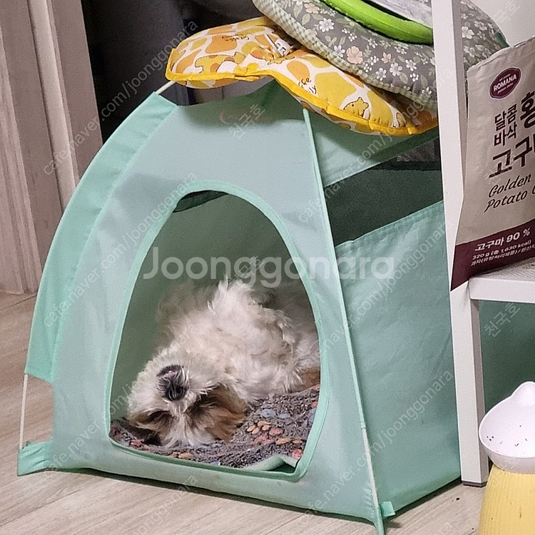 바낙스 아폴로 레인보우...쭈 깝 릴....--0