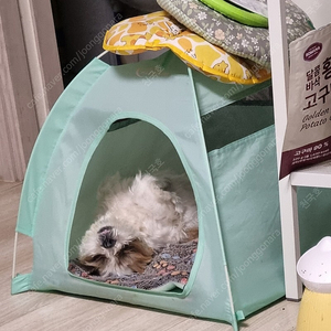 바낙스 아폴로 레인보우...쭈 깝 릴....