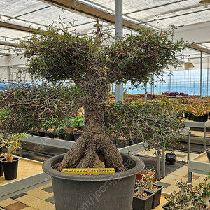 아프리카식물 데카리 초대품