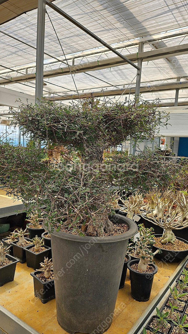 아프리카식물 데카리 초대품--1