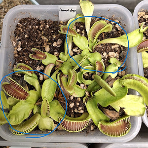 식충식물 파리지옥 분양합니다.