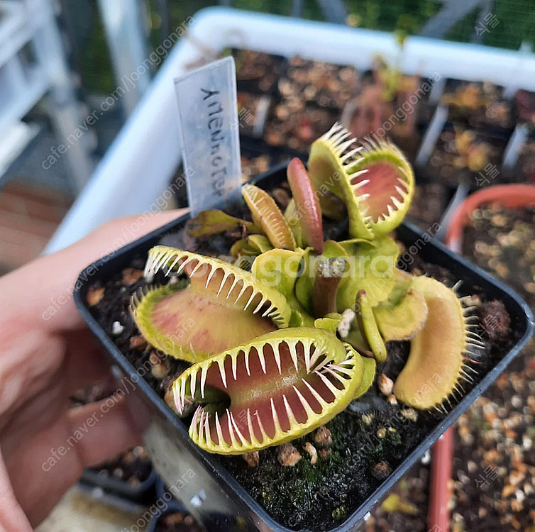 식충식물 파리지옥 분양합니다.--1