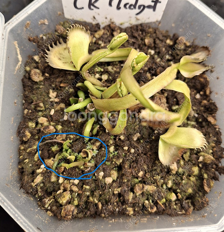 식충식물 파리지옥 분양합니다.--6