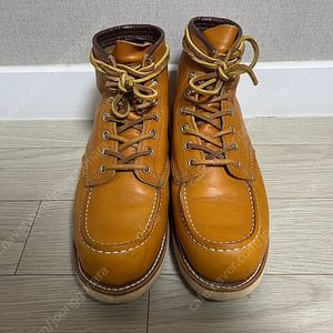 레드윙 9875 아이리쉬세터 6.5E