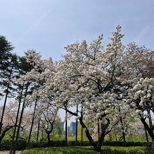 스타벅스 프리퀀시 미션3개 1만원에 팔아요.