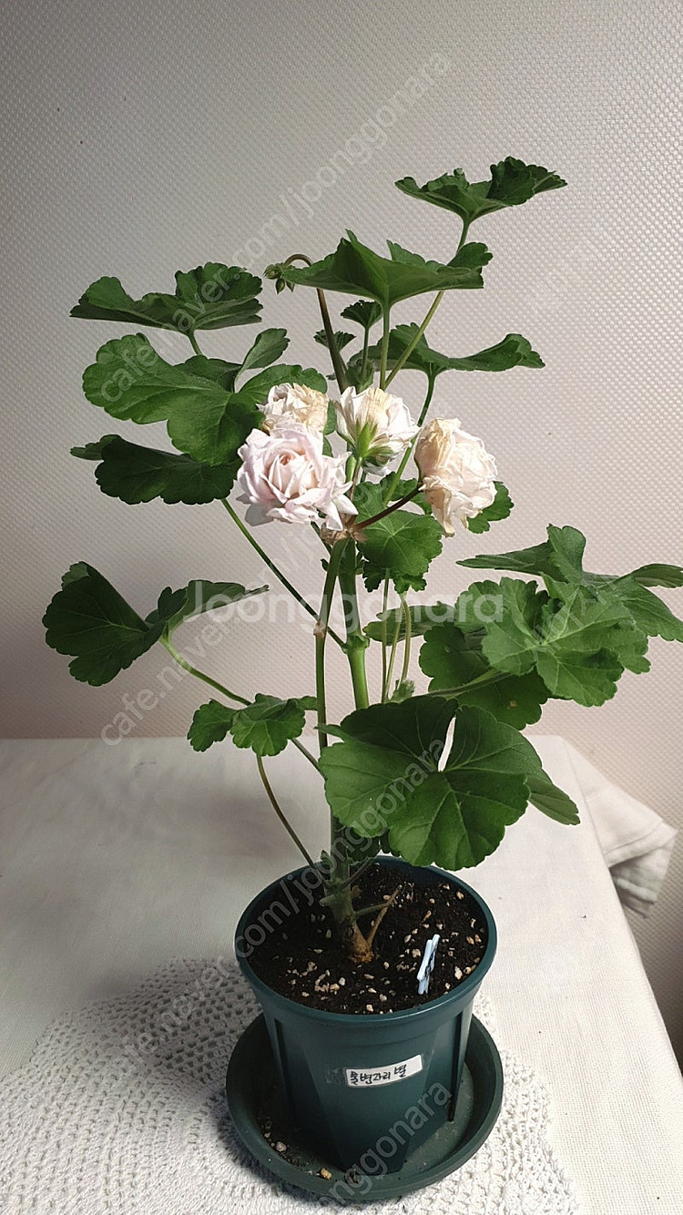 물병자리별 ( 대품) 1번 ㅡ 러시아 제라늄--0