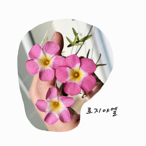 로지야엘/캔디박스피치/와일드로즈/캔디박스리치 사랑초 구근 크기별 천원부터