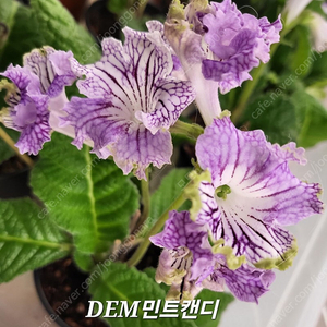 DEM민트캔디 사랑하는소녀 와우 발로르 1290 스트렙토카르푸스 5종 일괄분양 합니다