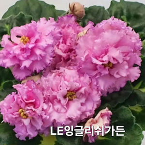 잉글리쉬가든 봄의매력 바닐라 라주르해안 애플마시멜로 벅카이키스엔텔 러시아바이올렛 6종 일괄분양