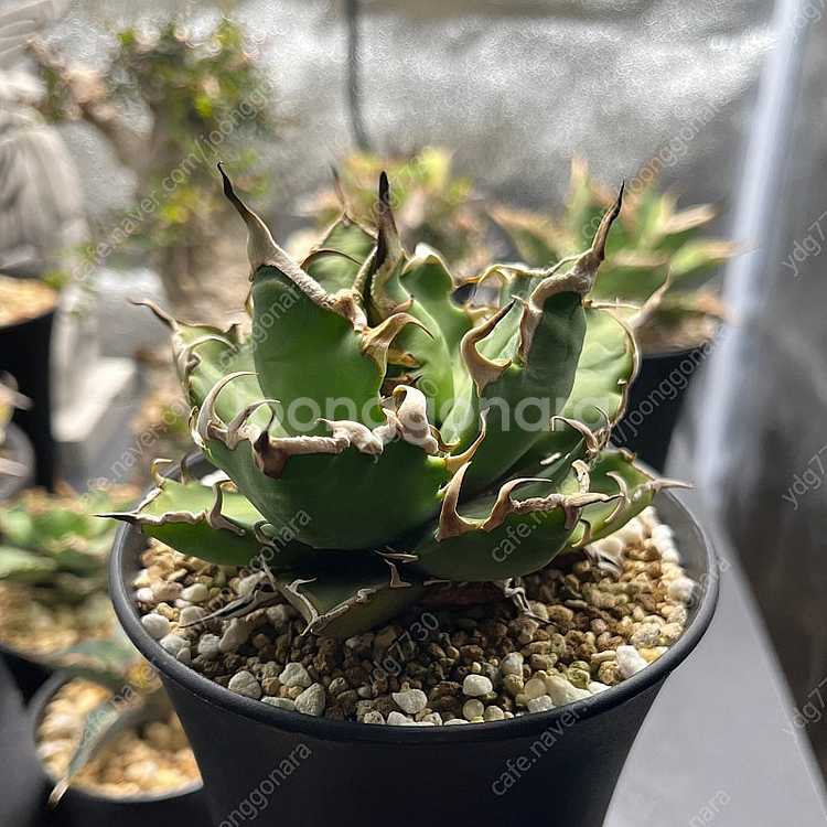 아가베 티타노타 크레이지 아성체--0