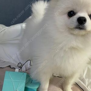 타피니앤코 더블하트 목걸이 민트
