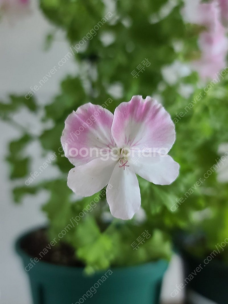 제라늄(리갈대품)--0