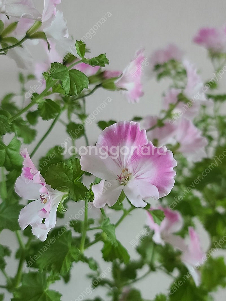 제라늄(리갈대품)--2
