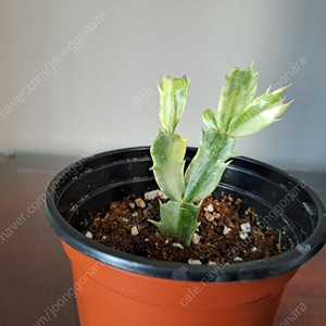 금게발선인장 수입)