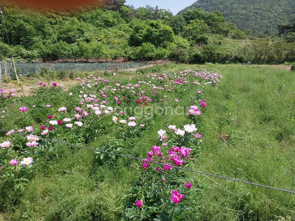 작약 , 아스파라거스 뿌리 구근 팝니다.--6