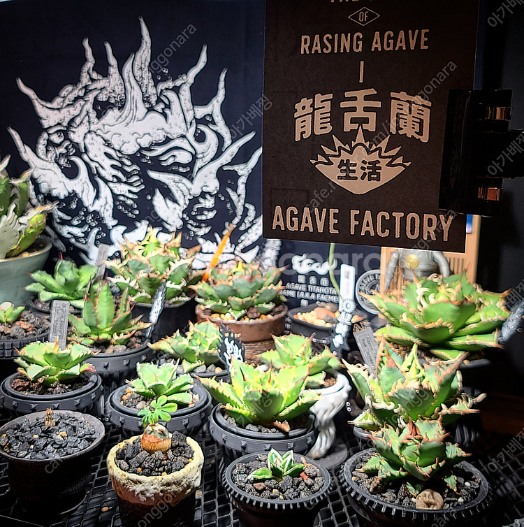 아가베 티타노타 괴근식물 아프리카목본류와 교환가능.--0