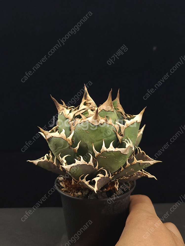 아가베 티타노타 괴근식물 아프리카목본류와 교환가능.--4