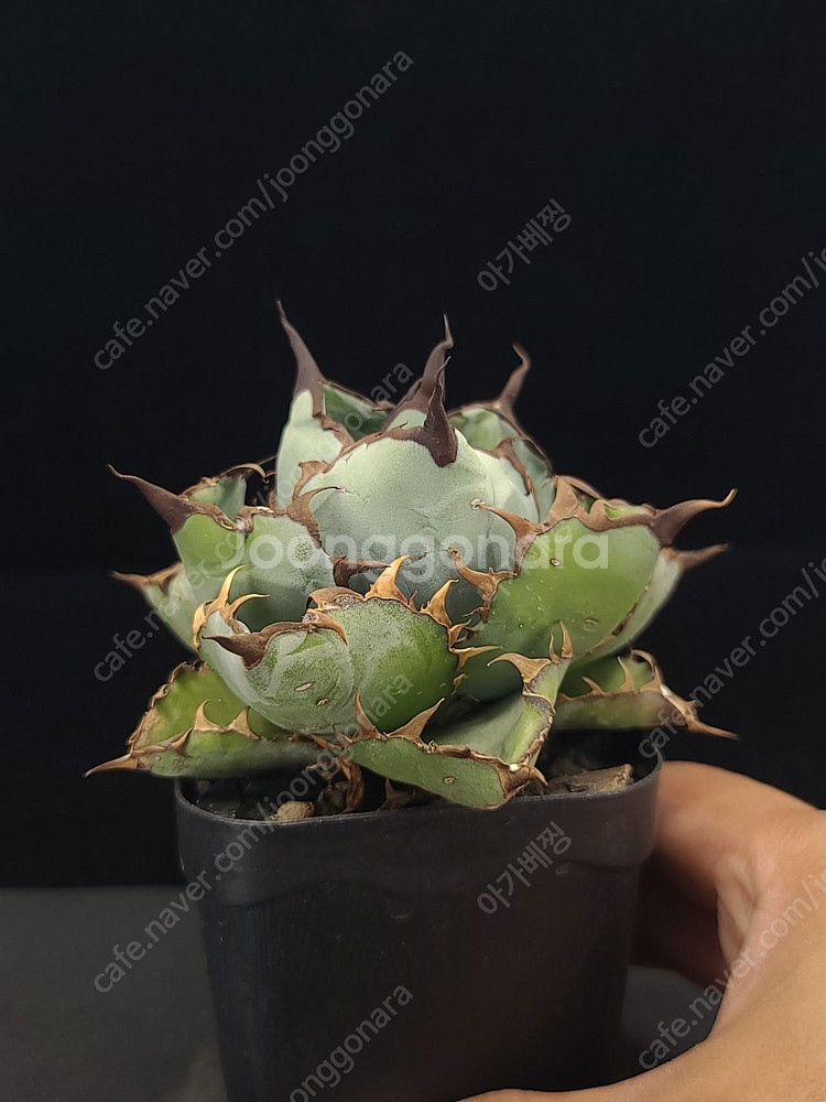 아가베 티타노타 괴근식물 아프리카목본류와 교환가능.--5