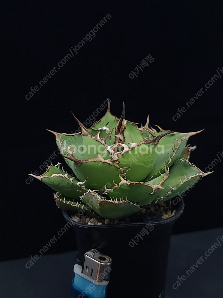 아가베 티타노타 괴근식물 아프리카목본류와 교환가능.--9