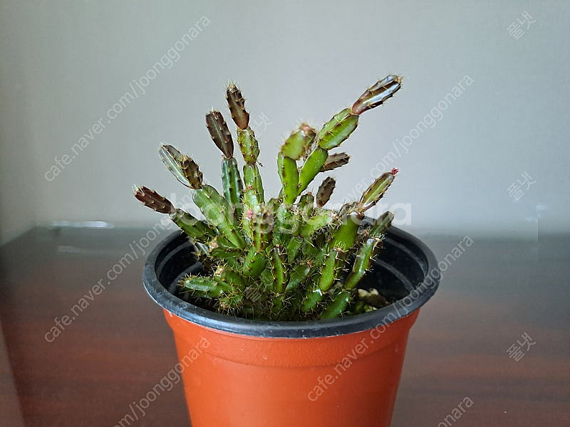 로지아 게발선인장 (수입)--0