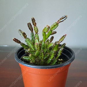 로지아 게발선인장 (수입)